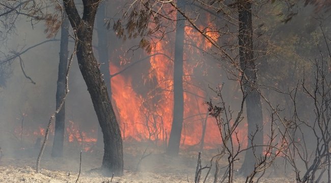 Hatay'da orman yangını: 3 hektar alan zarar gördü