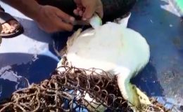 Misina ve poşete dolanan caretta caretta kurtarıldı
