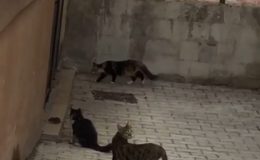 Fare 5 kediye kafa tuttu