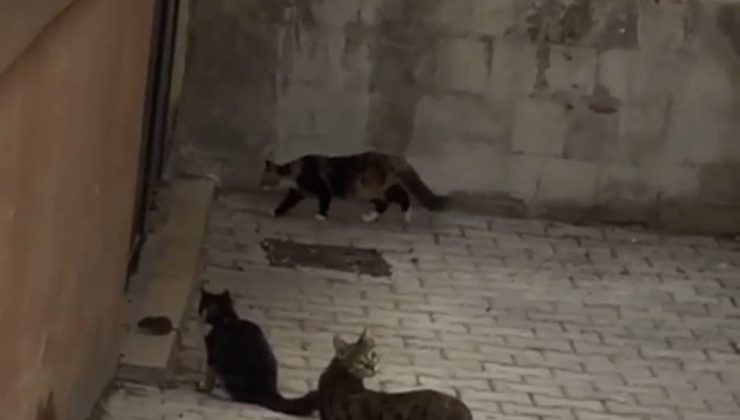 Fare 5 kediye kafa tuttu