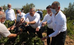 HASSA’DA ÜZÜM HASADI YAPILDI