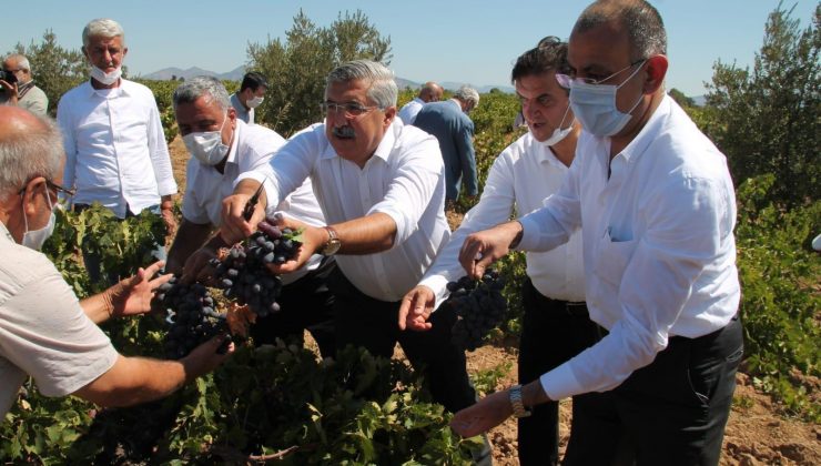 HASSA’DA ÜZÜM HASADI YAPILDI