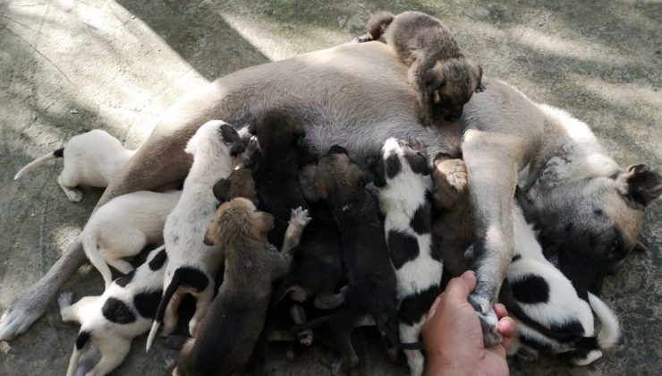 "Kontes" bir defada 17 yavru doğurdu