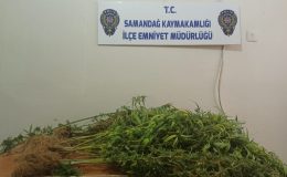 Evin banyosunu kenevir bahçesine dönüştürmüş