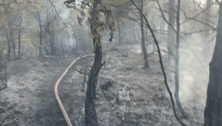 Samandağ’da orman yangını