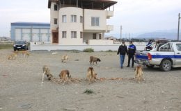 SAMANDAĞ BELEDİYESİ SOKAĞA ÇIKMA YASAĞINDA CAN DOSTLARIMIZI UNUTMADI