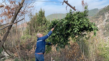 Amanoslarda teleferikli defne yaprağı hasadı