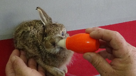 Zeytin bahçesinde bulduğu yavru tavşanı biberonla besliyor