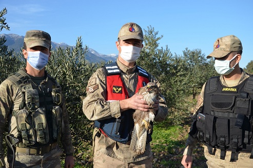 Devriye gezen jandarma, yaralı atmaca buldu