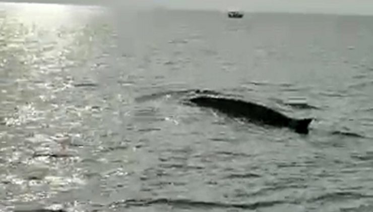 Hatay'da uzun balina heyecanı