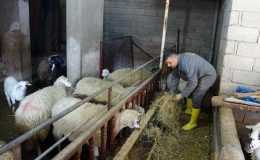 Uzaktan eğitim sürecinde koyun çiftliği kurdu