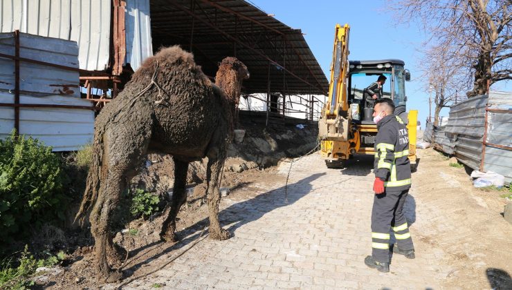 Hatay’da deve kurtarma operasyonu