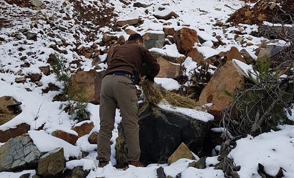 Hatay’da yaban hayvanları için doğaya 300 kilo yonca bırakıldı