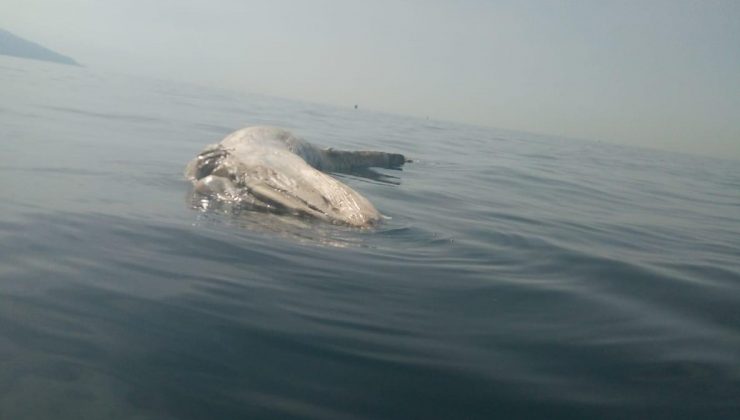 İskenderun körfezinde ölü balinaya rastlandı