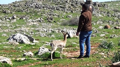 Hatay’da Gazella Gazella ceylanlarının sayısı 1141’i buldu