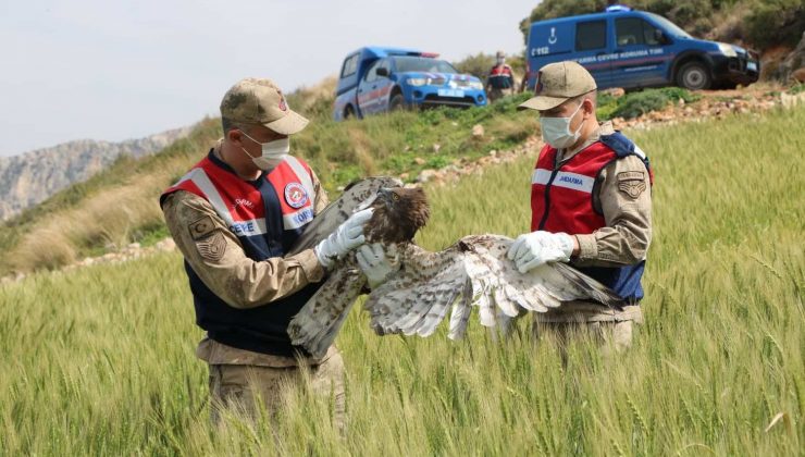 Yaralı bulunan yılan kartalı tedaviye alındı