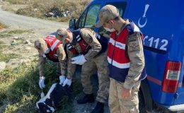 Yaralı leyleğe jandarmadan şefkat eli