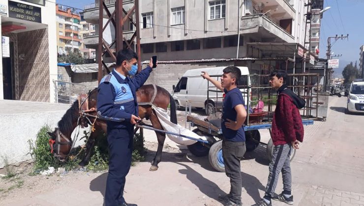 KIRIKHAN BELEDİYESİ ZABITA MÜDÜRLÜĞÜ EKİPLERİ AT ARABALARINA TAVİZ VERMİYOR