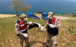 Samandağ’da yaralı leylek bulundu