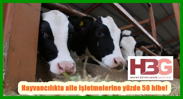 Hayvancılıkta aile işletmelerine yüzde 50 hibe!