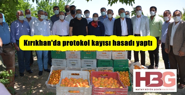 Kırıkhan’da protokol kayısı hasadı yaptı