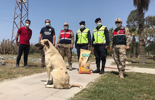 Jandarma tam kapanmada sokak hayvanlarını unutmadı