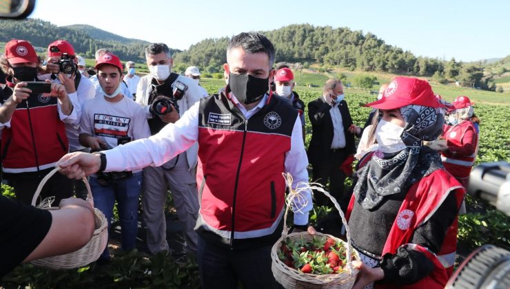 Bakan Pakdemirli, Yayladağı’nda çilek hasadına katıldı