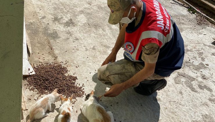 Jandarma sokak hayvanları için sahada