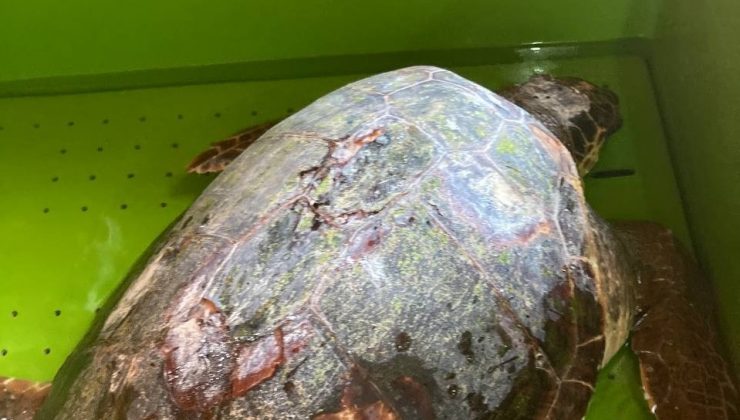 Yaralı bulunan deniz kaplumbağası tedaviye alındı