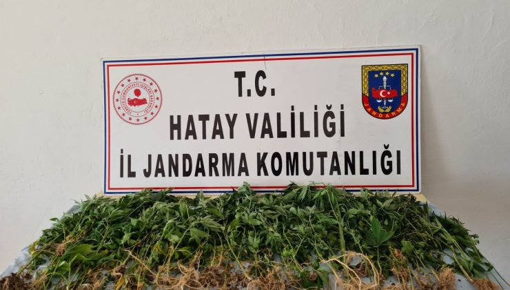 Devriye atan jandarma ekibi, zeytinlikte Hint keneviri buldu