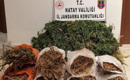 Hatay’da 10 bin kök kenevir bitkisi ele geçirildi