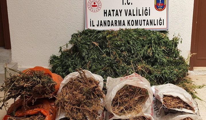 Hatay’da 10 bin kök kenevir bitkisi ele geçirildi