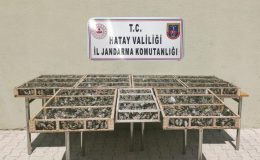 Hatay’da 3 bin 754 adet saka kuşu ele geçirildi
