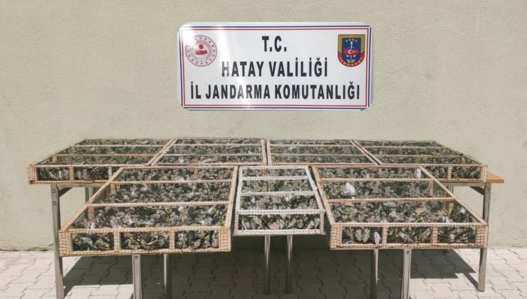 Hatay’da 3 bin 754 adet saka kuşu ele geçirildi