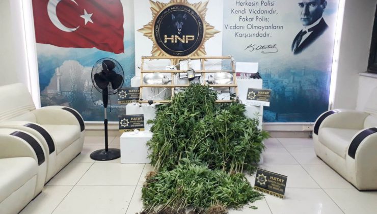 Hatay’da evinde kenevir yetiştiren şüpheli yakalandı