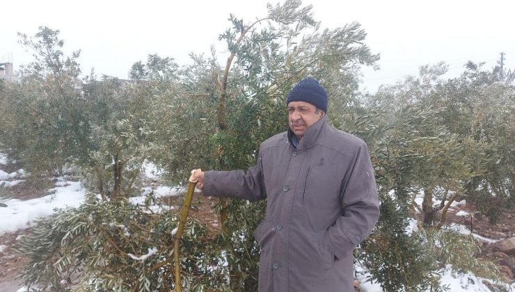 Hatay’da kar zeytin ağaçlarının dallarını kırdı