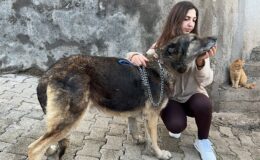 Komşusunun kızına ve köpeğine ağaç dalıyla saldırdı