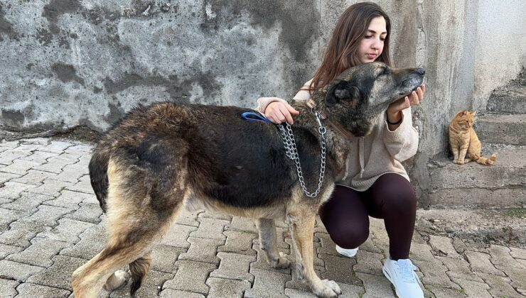 Komşusunun kızına ve köpeğine ağaç dalıyla saldırdı