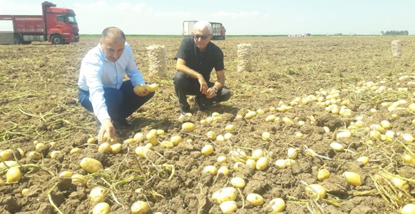 Hatay’da Patates Hasadı Başladı