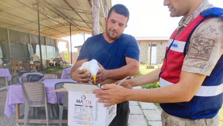 Hatay’da yaralı gümüş martıya vatandaş şefkati