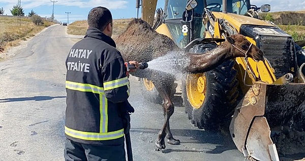 Kanala düşen deve kurtarıldı