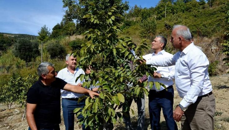 Başkan Gül ceviz hasat etti