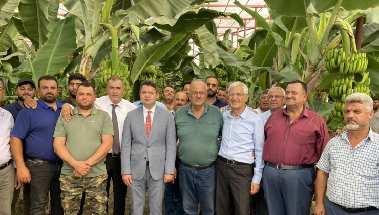 ARSUZ’DA YILIN İLK ‘MUZ’ HASADI GERÇEKLEŞTİ