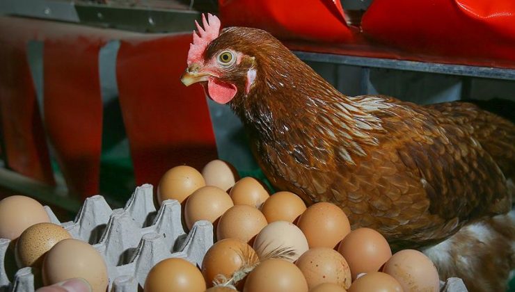 Türkiye’de 215 bin 865 ton tavuk, 1,68 milyar yumurta üretildi