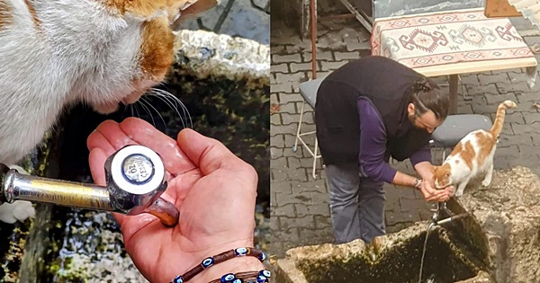 Susayan kediye şefkat eli