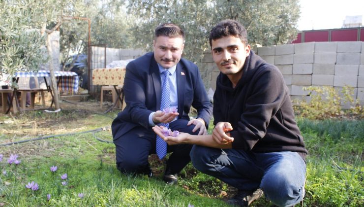 Hassa’da Safran Bitkisi Yetiştirildi