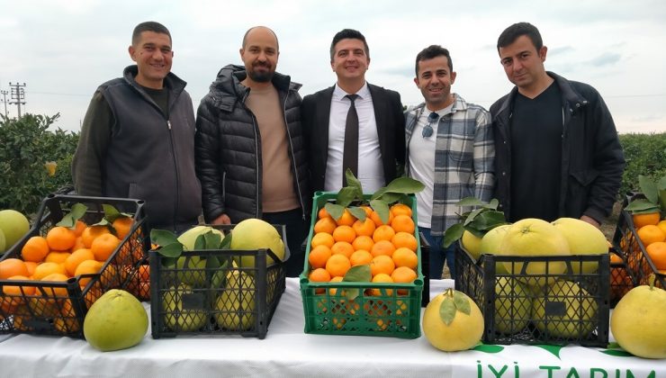 Hatay’da 905 ton ürün bekleniyor: Narenciye hasadına başlandı