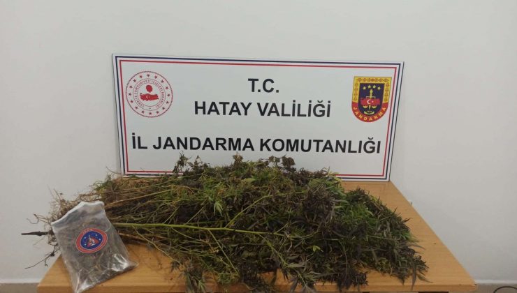 Hatay’da 477 kök skunk, 313 gram kubar esrar ele geçirildi