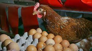 201 bin 203 ton, tavuk yumurtası üretimi 1,77 milyar adet olarak gerçekleşti