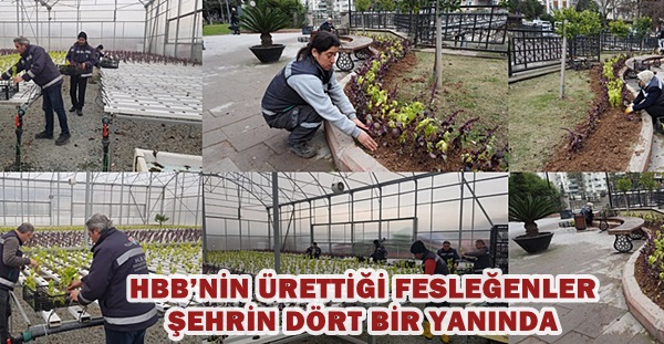 HBB’NİN ÜRETTİĞİ FESLEĞENLER ŞEHRİN DÖRT BİR YANINDA